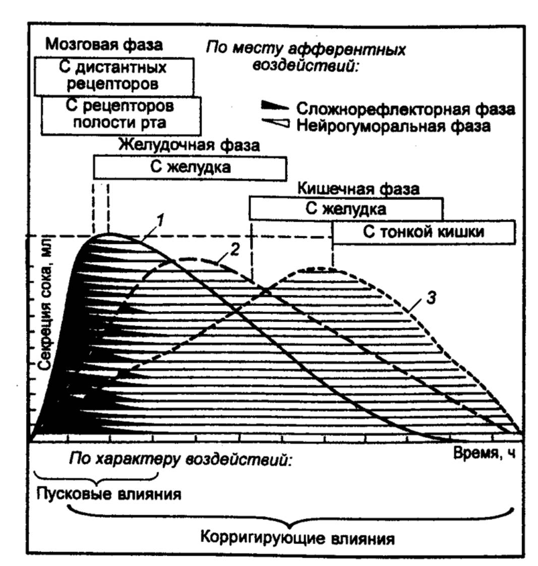 ПИЩЕВАРИТЕЛЬНАЯ СИСТЕМА