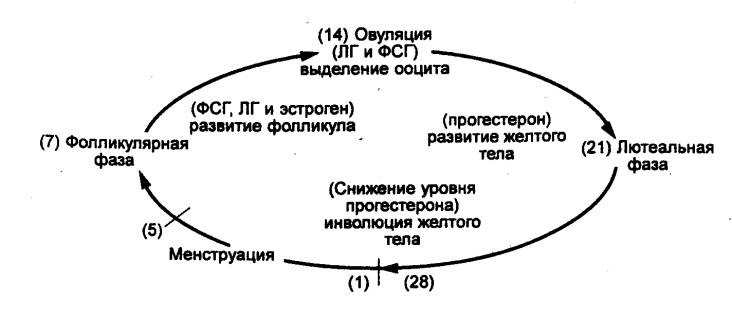 Чего стоит сохранить сексуальную жизнь после 50 лет