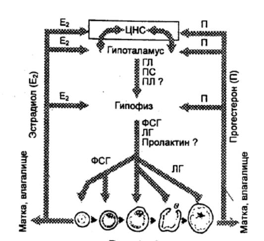 Эндокринные причины сексуальных проблем и бесплодия