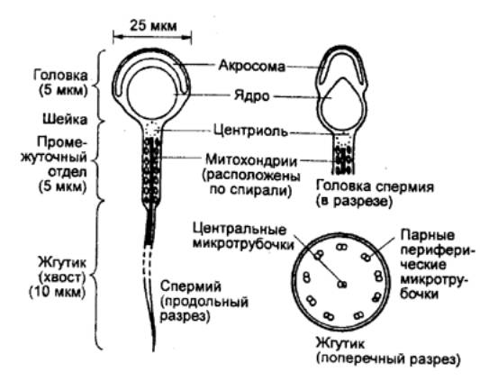 Лечение тератозооспермии