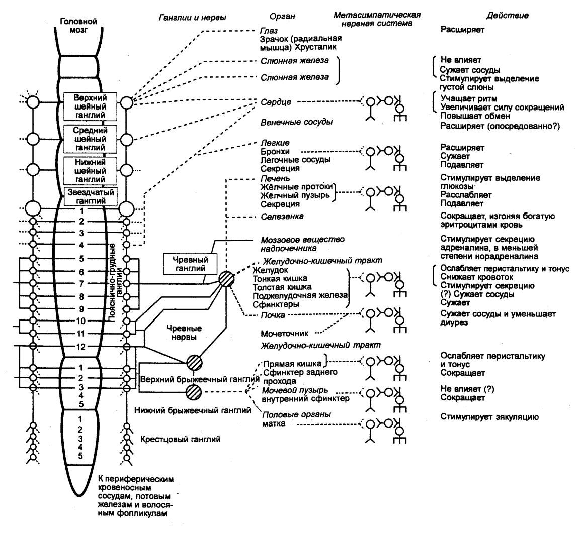 НЕРВНАЯ РЕГУЛЯЦИЯ ВИСЦЕРАЛЬНЫХ ФУНКЦИЙ