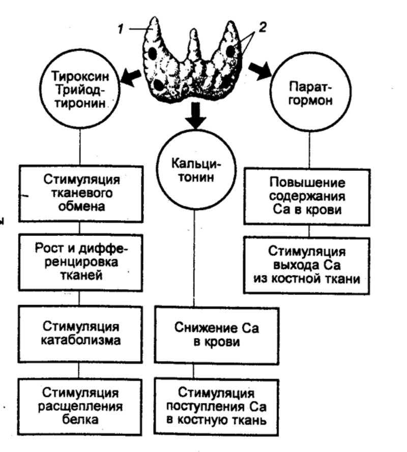 Анализы на гармоны щитовидной железы какие и как сдавать?