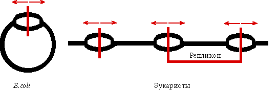 Репликон