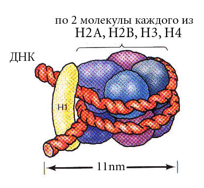 Нуклеосома